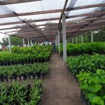 Respeito aos povos tradicionais e ao meio ambiente: Potássio do Brasil e a sustentabilidade na produção do Cloreto de Potássio