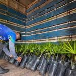 Potássio do Brasil doa dez mil mudas para projeto da  Prefeitura de Autazes